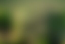 Фотографія квесту Миньоны від компанії Выход (Фото 1)